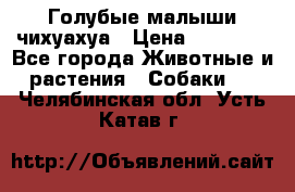 Голубые малыши чихуахуа › Цена ­ 25 000 - Все города Животные и растения » Собаки   . Челябинская обл.,Усть-Катав г.